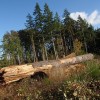 The Log of the Land