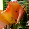 Green Thumb, Not So Much