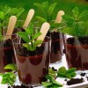 Potted Chocolate-Mint Puddings